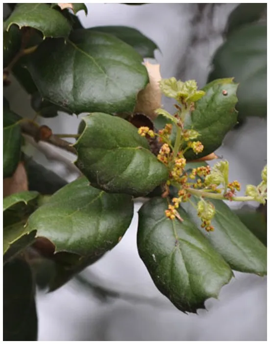Coast Live Oak with leathery leaves - photo credit: Dawn Kooyumjian