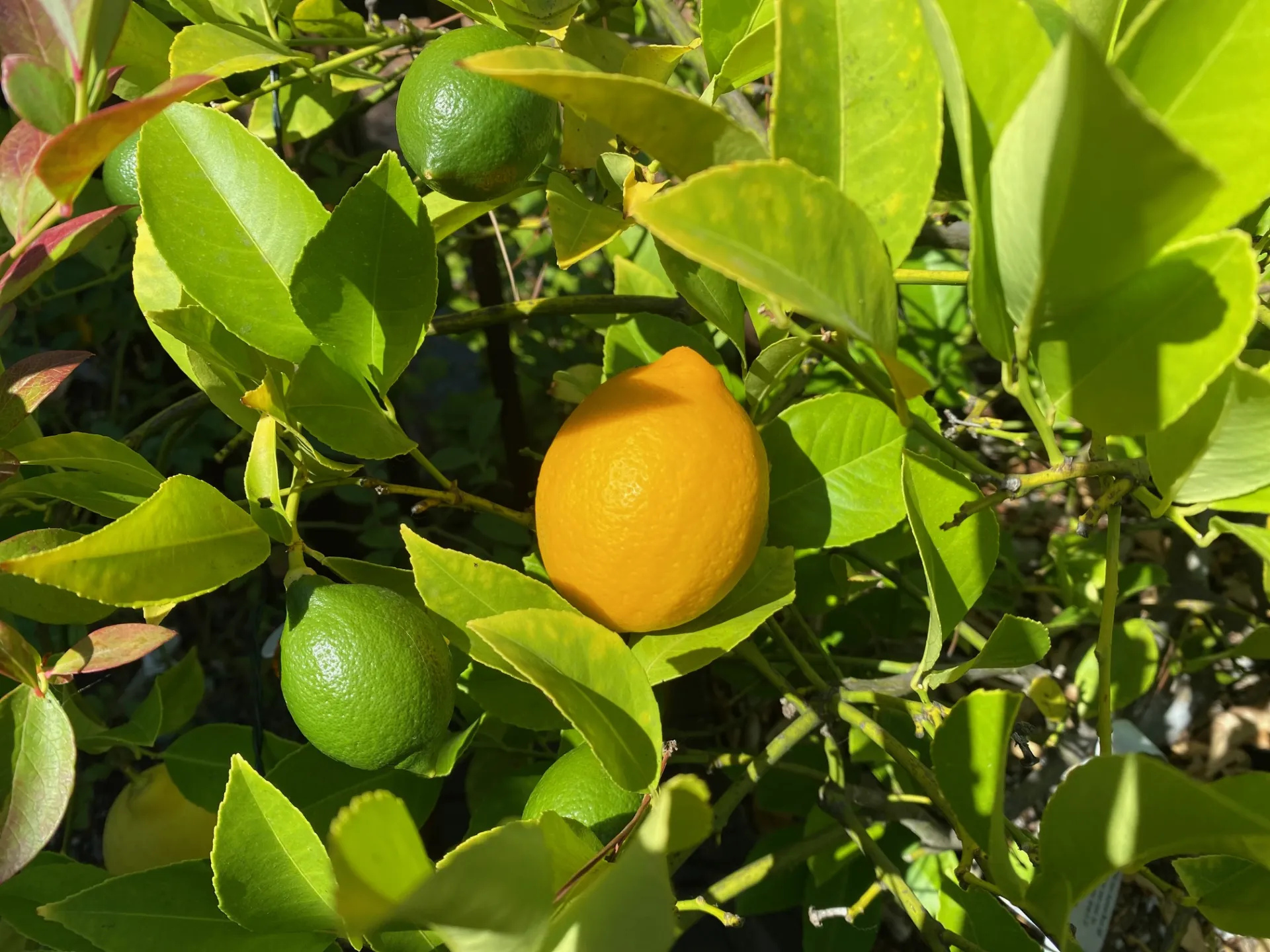 lemons on tree