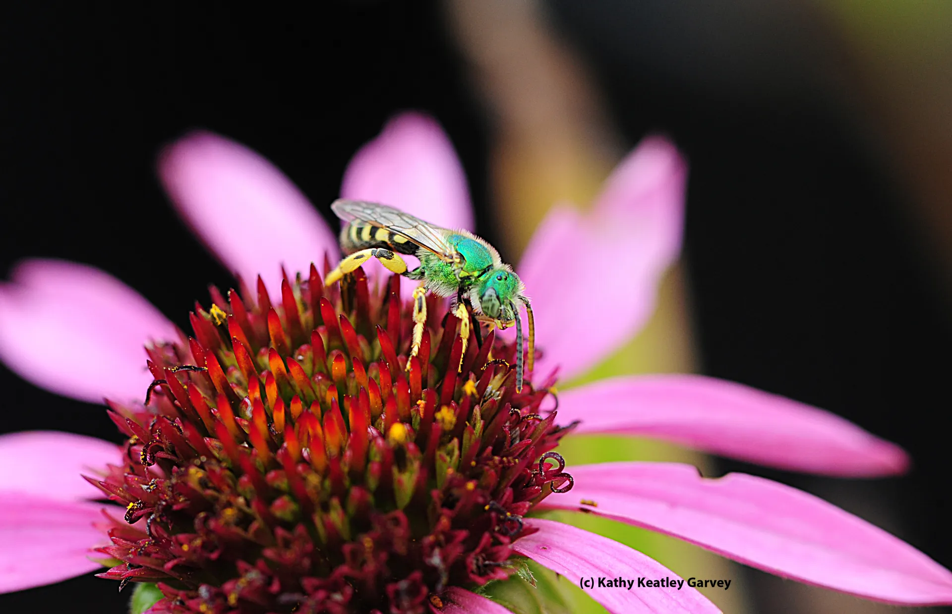 Male sweat bee, Agapostemon texanus, on purple coneflower. (Photo by Kathy Keatley Garvey)