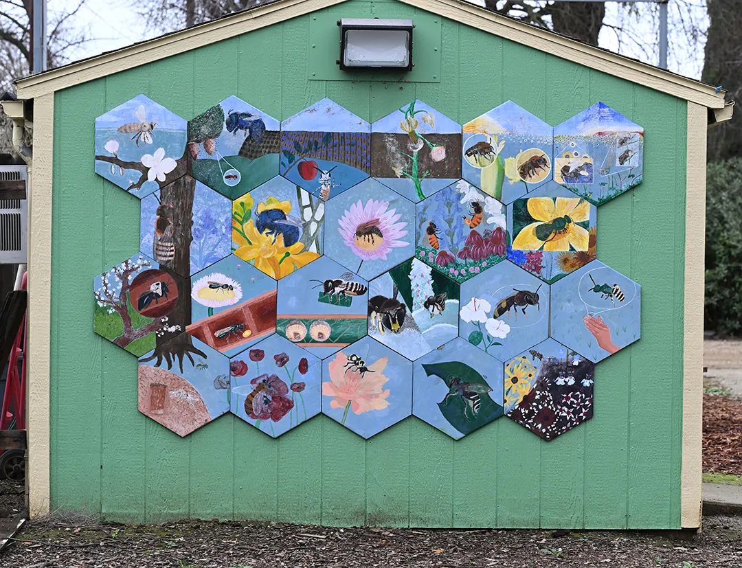 The mural on the garden shed at the UC Davis Bee Haven features native bees.