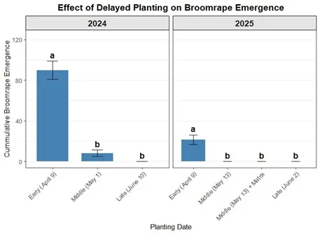 bar graph of planting date impact on broomrape in tomato