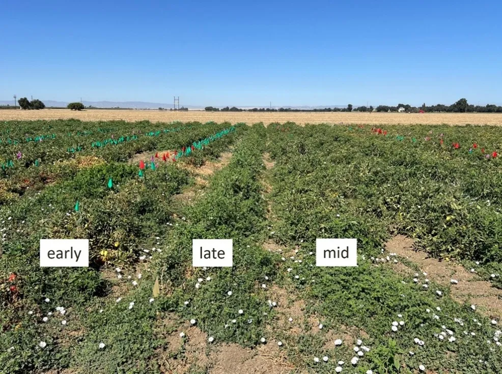 tomato field with flags marking weeds