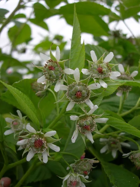 Poorly pollinated raspberry fruit