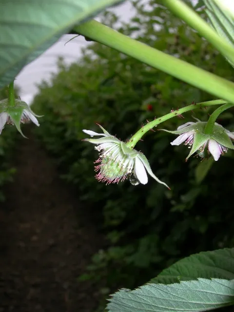 Excess nectar oozing out of flower for lack of bee visitation