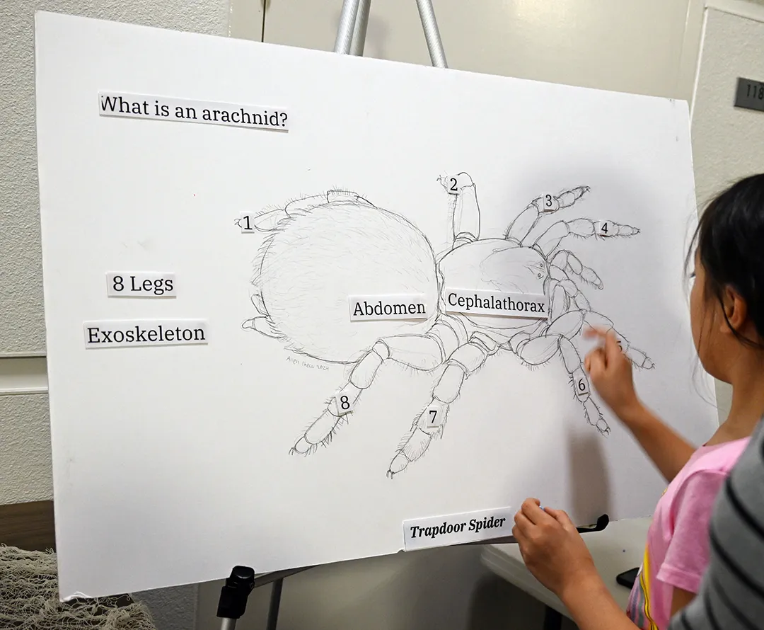 Amanda Qian, 9, of Davis, reads the arachnid illustration. (Photo by Kathy Keatley Garvey)