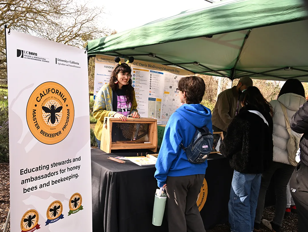 Samantha Murray, education and garden coordinator of the UC Davis Bee Haven, shows an observation hive. (Photo by Kathy Keatley Garvey)