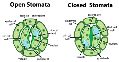 Open and closed stomata in plants (graphic)