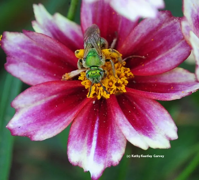 An ultra green sweat bee on a flower