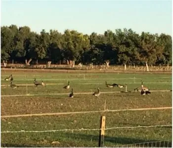 Aves silvestres en un campo rodeado de una arboleda.