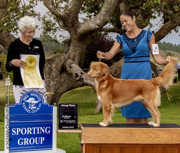 Sporting Group 3 win for Phoebe at the Del Monte Kennel Club show at Carmel in July 2024. Phoebe with her handler Elizabeth Jordan-Nelson and Judge Eva Berg. (Photo credit: Warren Cook)
