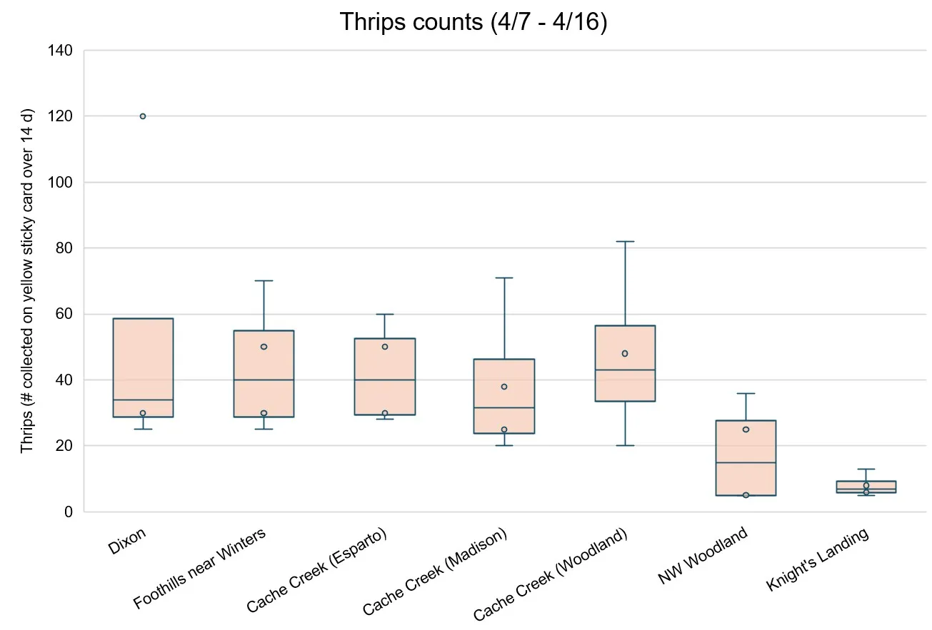 Box plot showing thrips counts around Yolo and Solano counties. Values range from ~5-120 and are lowest in Knight's Landing and highest in Dixon