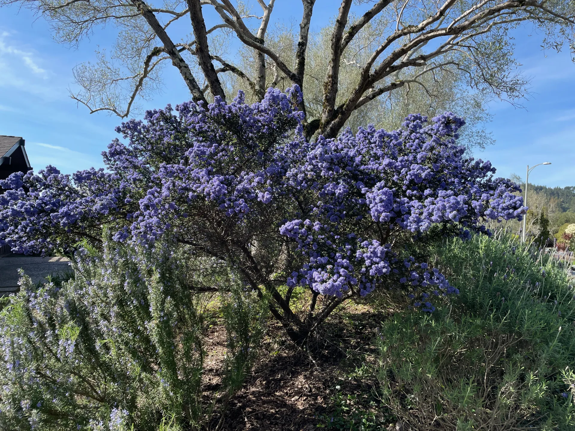 Ceanothus shrub (photo by Patsy Babbitt, UC Master Gardener)
