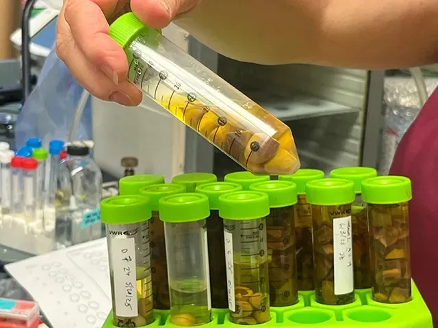 Pistachos en tubos de ensayo en una solución especial para preservarlos. 