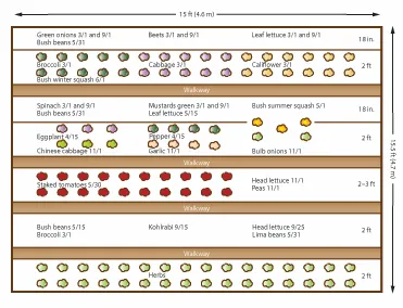 a crop planning layout showing multiple horizontal garden beds labeled with vegetables and planting timelines. Each row includes icons representing crops such as corn, beans, squash, cucumbers, sunflowers, and tomatoes, along with notes like “Walkway,” “Bush beans,” and harvest or planting dates (e.g., “8–12 in,” “2 ft,” “3–4 ft”). The layout is organized into sections with spacing measurements and companion planting groupings across several rows.