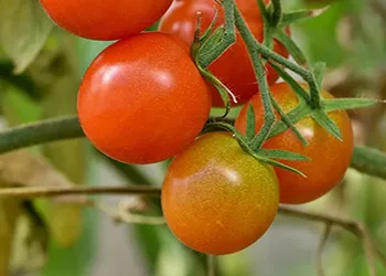 Harvesting Dwarf Tomatoes on the vine, photo by UCANR.edu