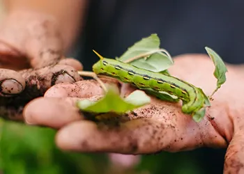 Pests in the vegetable garden, photo by UCANR.edu