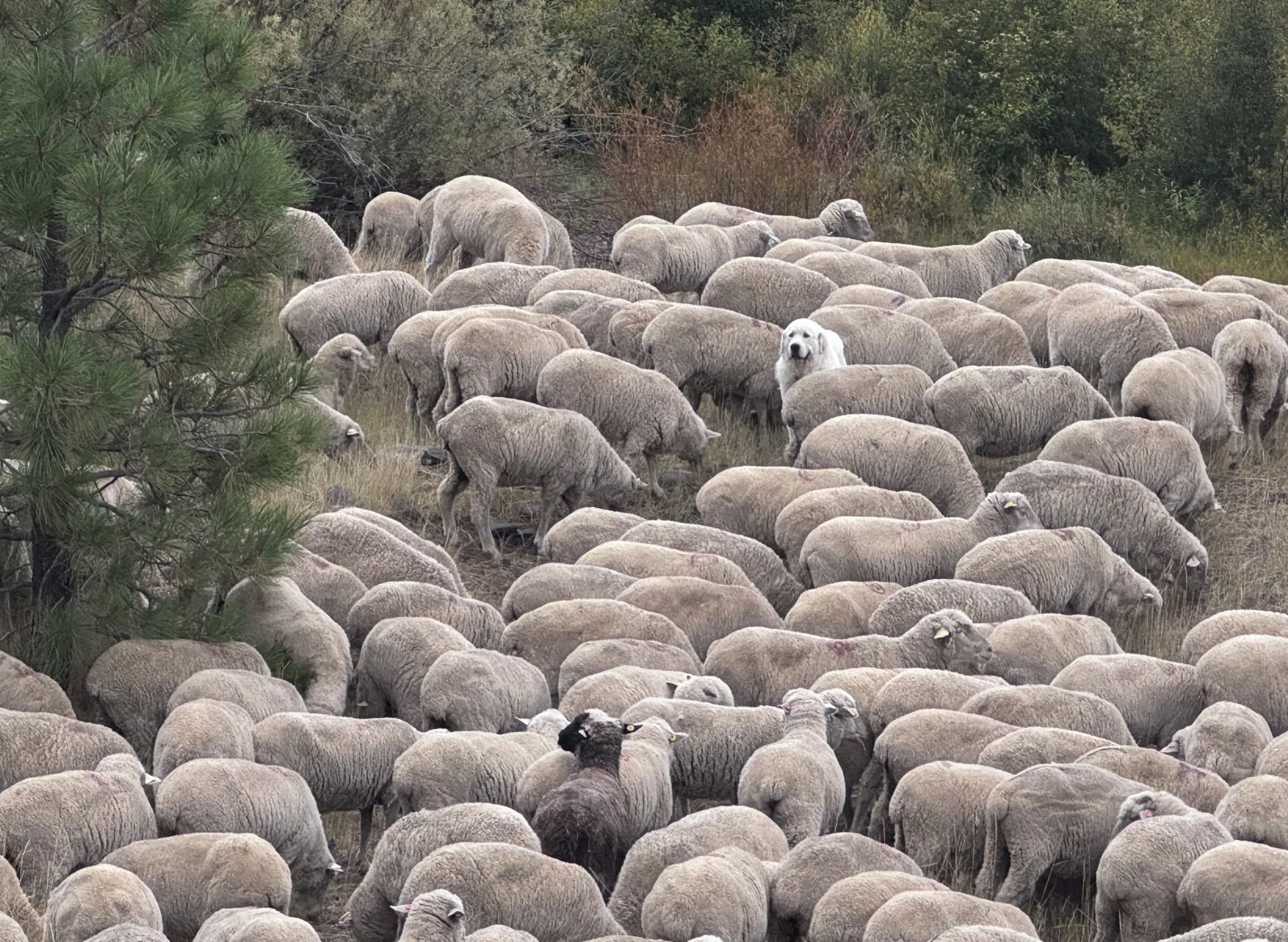 Livestock guardian dog surrounded by sheep