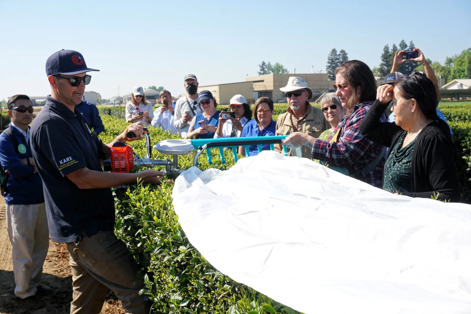 A man in blue cap and sunglasses holds a hand-held tea harvester device above a hedge row of tea plants as Tea Day participants look on