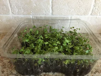 A clear container with small green seedlings growing inside. There is dark soil and the rectangular plastic container sits on a beige counter with beige tile in the background.