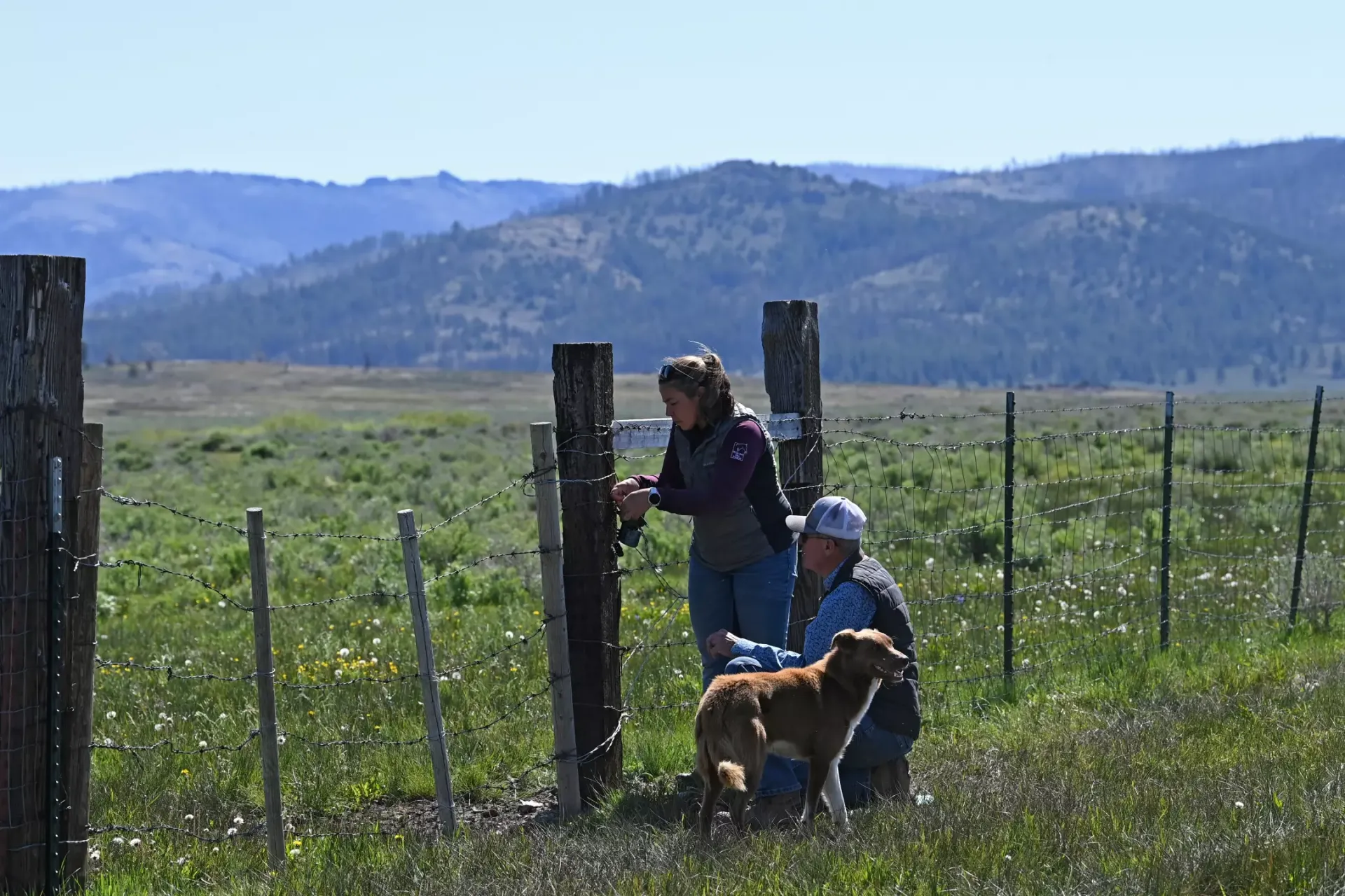 Tina Saitone and Ken Tate, with their dog, mount camera on a fence post in a green pasture