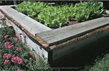 Lettuce growing in a raised bed vegetable garden