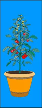 Drawing of a tomato plant being grown in a container. 