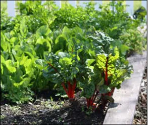 Beets in a raised bed garden. Photo by Kelly Clark, UCANR.