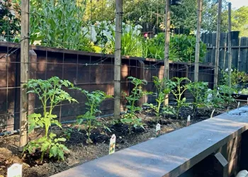 Planning a vegetable garden, photo by ccmg.ucanr.edu