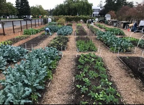 Veggie beds at Our Garden