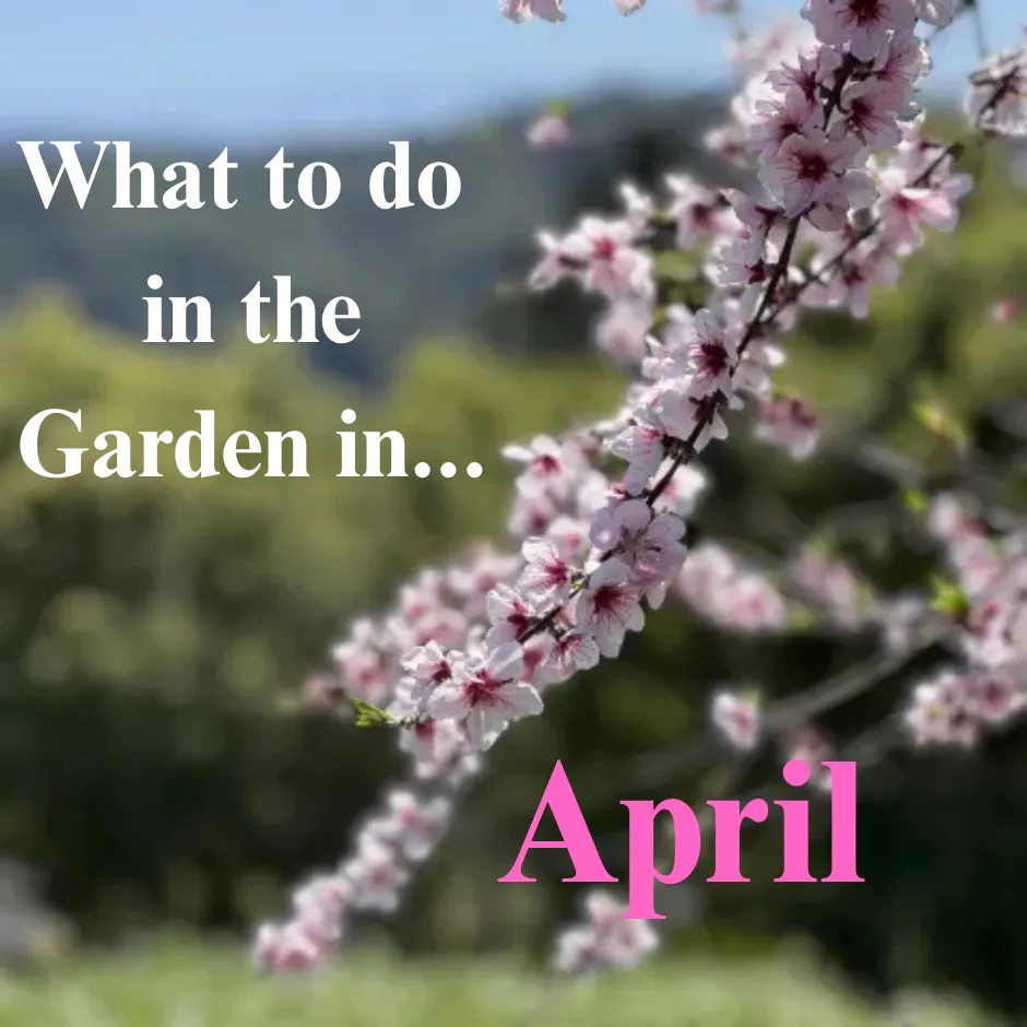 branch with pink blossoms behind text - What to do in the garden in April