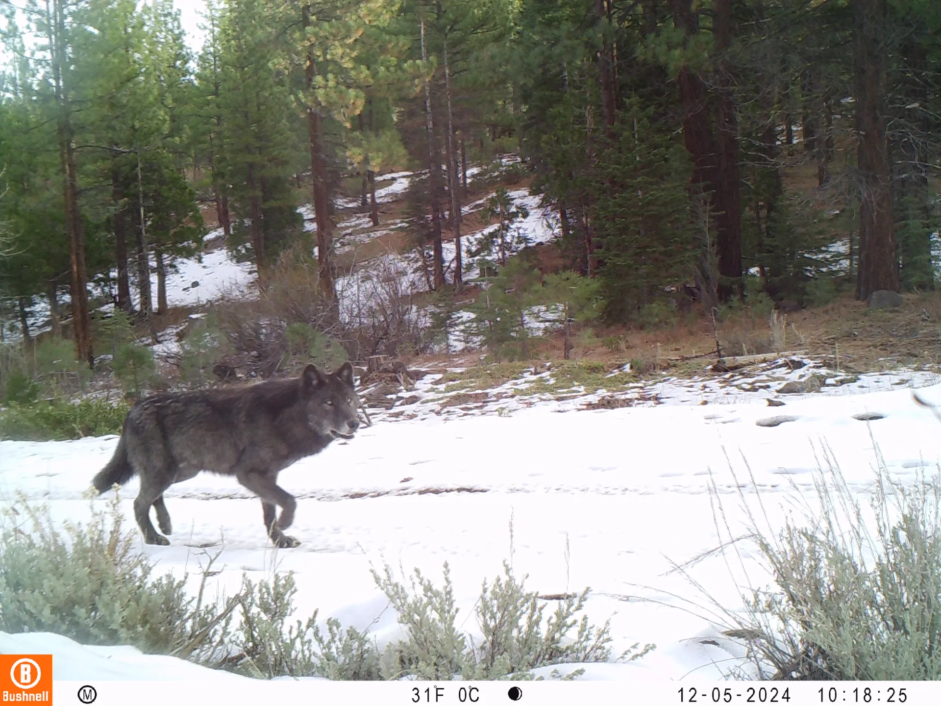 A black wolf walks on snowy path through forest