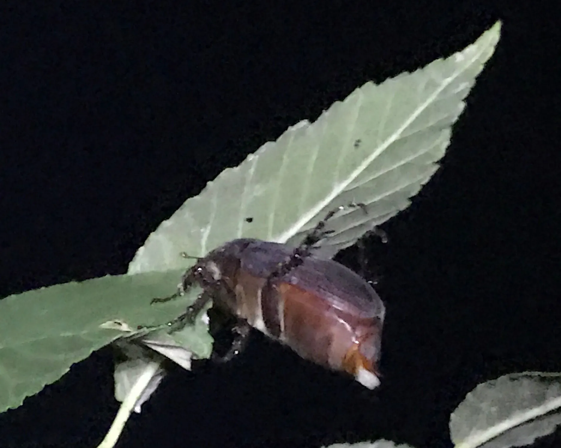 This is Holotrichia parallela, a scarab beetle that has a very unusual rhythm of 48 hours, as opposed to most insects and animals that display a 24-h (circadian) rhythm. 