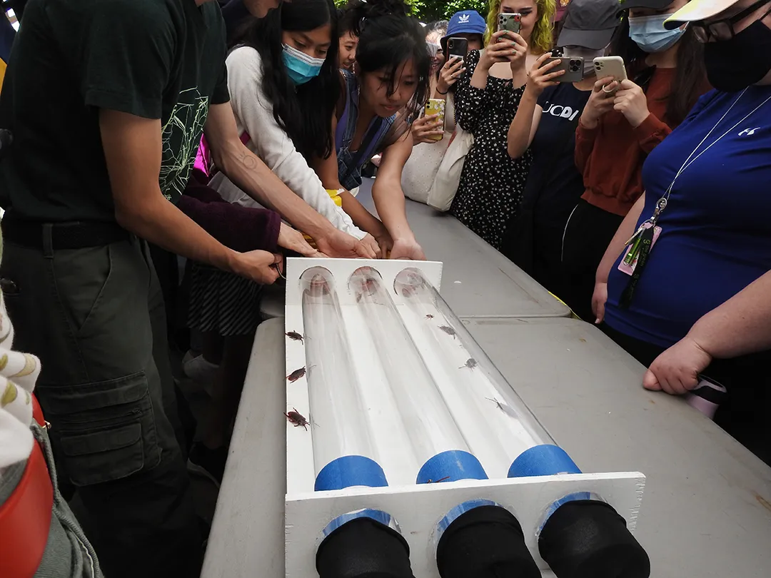An image from the UC Davis Roach Races in 2022 at Briggs Hall. (Photo by Kathy Keatley Garvey)