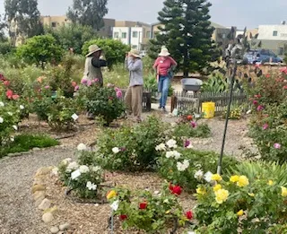 Photo of Cal Vet grounds