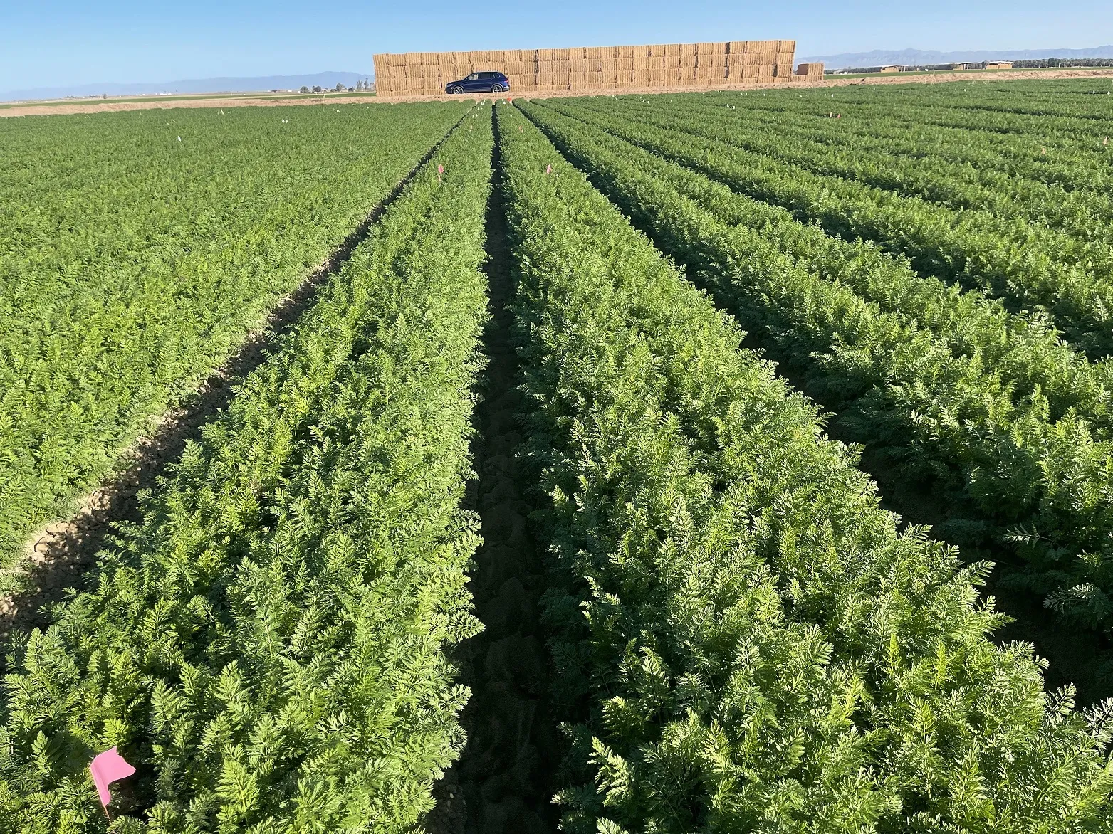 Carrot field trial for nematicide efficacy, Brawley, California