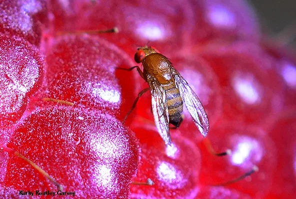 Spotted-wing drosophia is one of the pests of berry crops. (Photo by Kathy Keatley Garvey)
