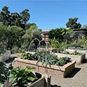 vegetables growing in raised beds