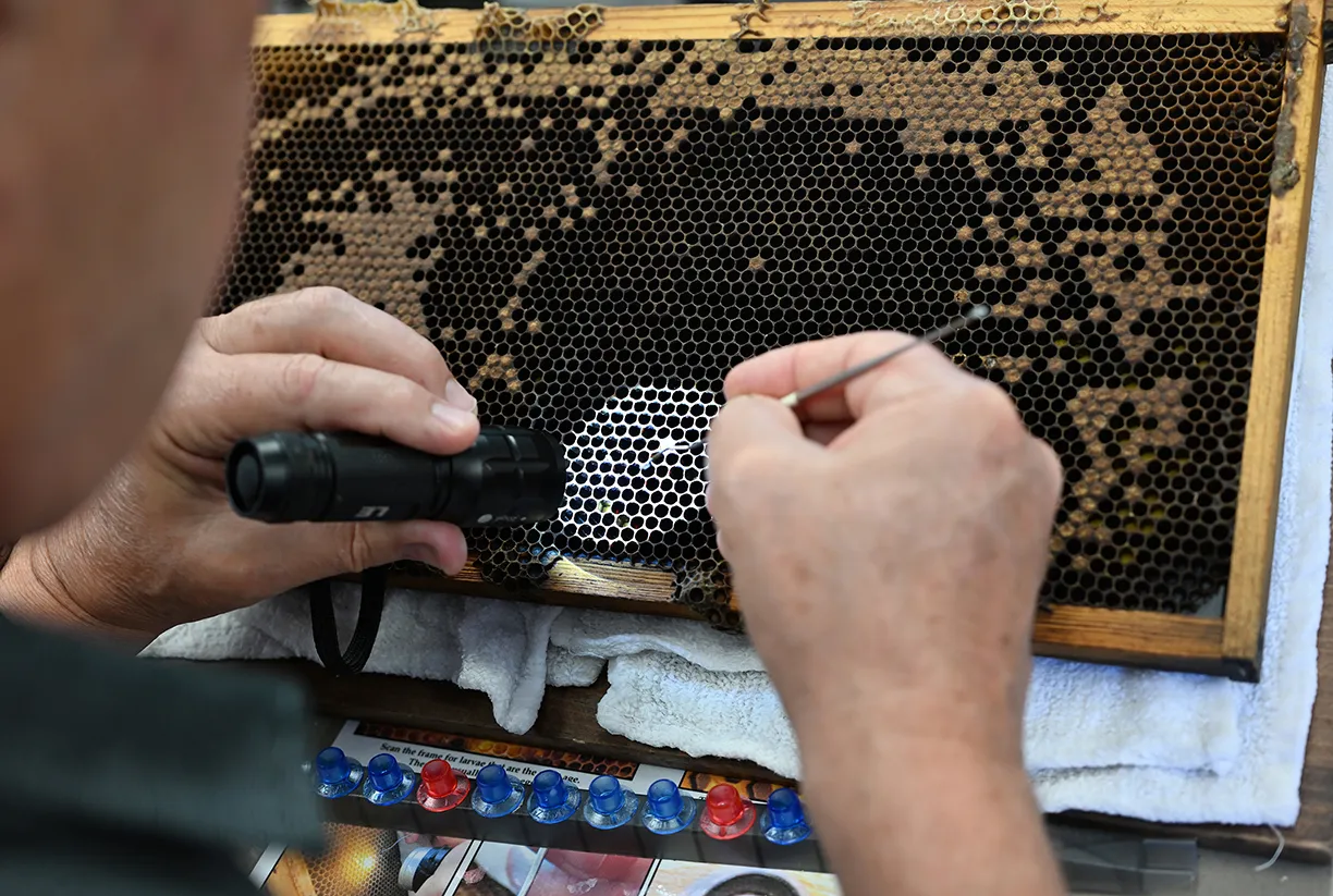 Beekeeper extracting larva in a CAMBP 2025 queen bee rearing techniques course. (Photo by Kathy Keatley Garvey)