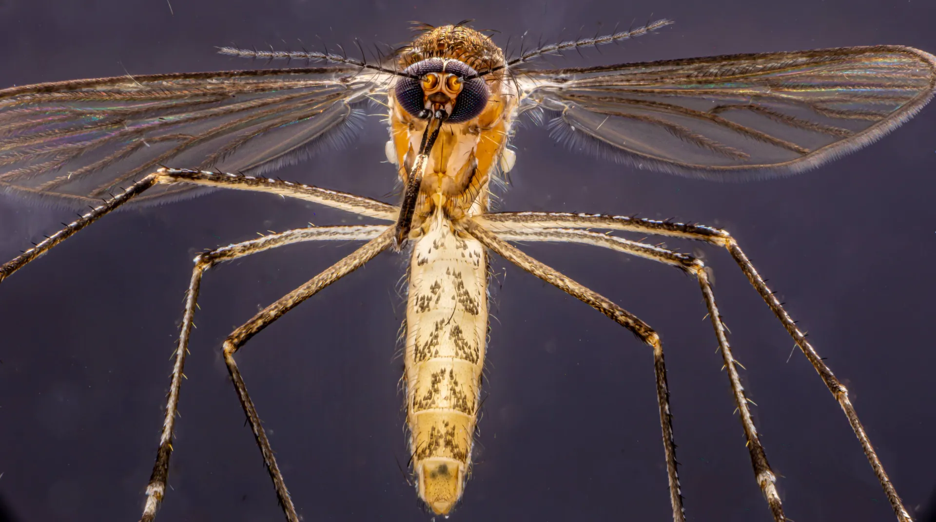 Female Culex tarsalis (Photo by Geoffrey Attardo)