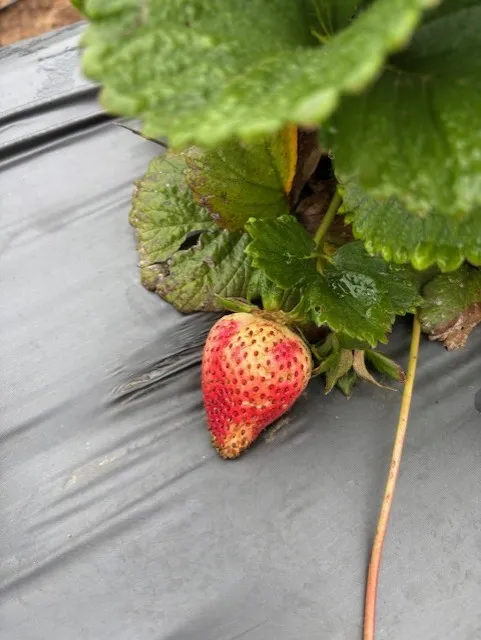 Fruit not fully ripe has not been spared either