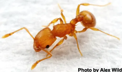 Iris Rivera will be discussing this ant, Wasmannia auropunctata, photographed by Alex Wild, curator, University of Texas, Austin, and a UC Davis doctoral alumnus.