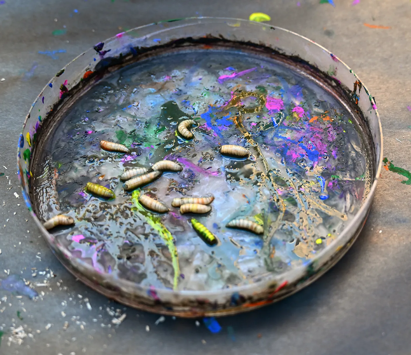 Maggots in a container