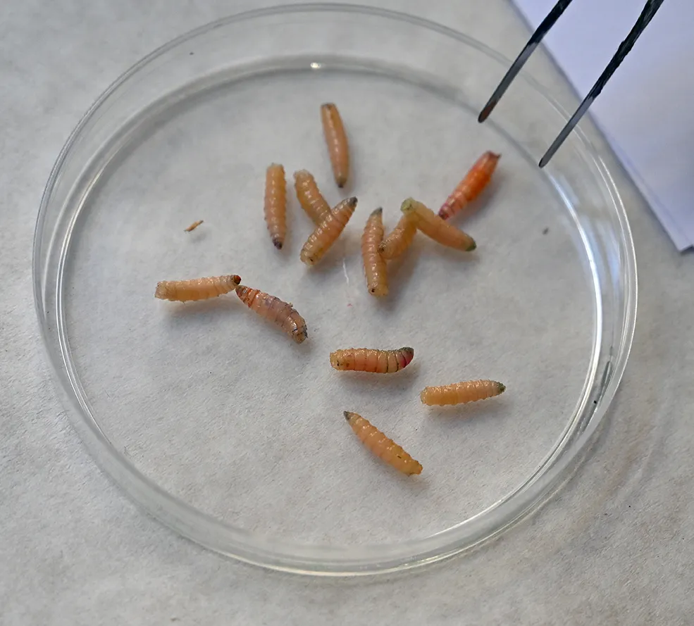 Maggots in a petri dish.