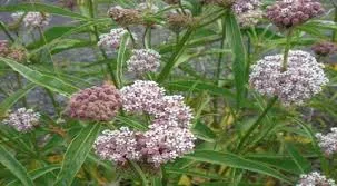 California Native Milkweed Plant