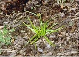 Picture of the nutsedge.