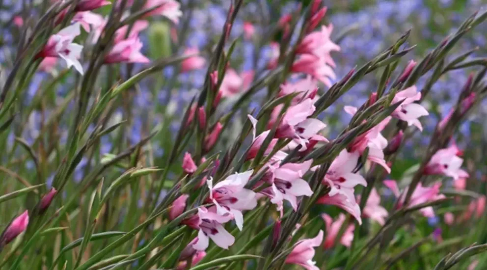 pink flowers blooming in spring