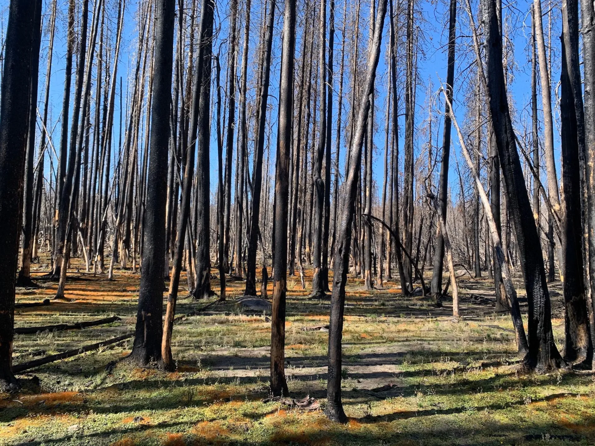 Burned trees in a post-fire landscape.