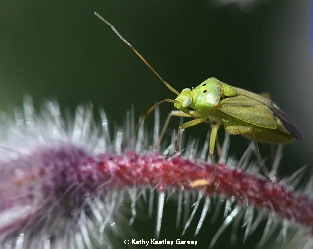 Potato capsid walking on stem