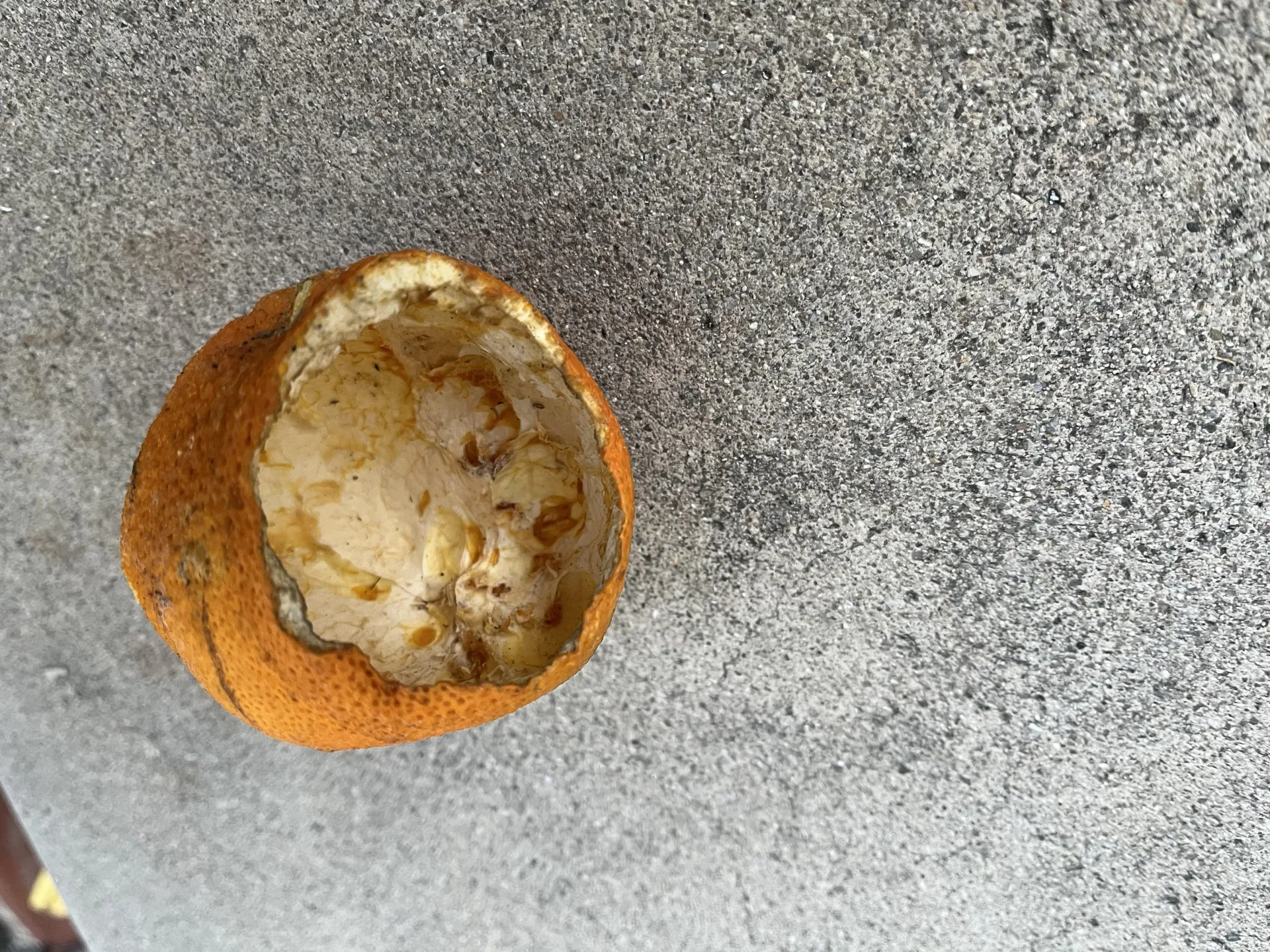 rat eaten orange