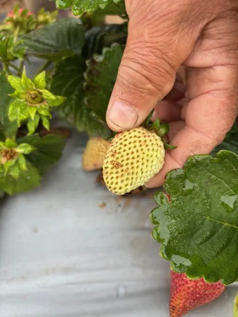 Green fruit on occasion damaged by water as well.